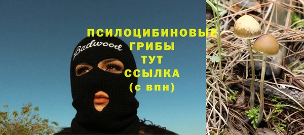 прущие грибы Балабаново
